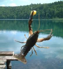 crawfish bait