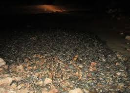 fishing for crawfish at night