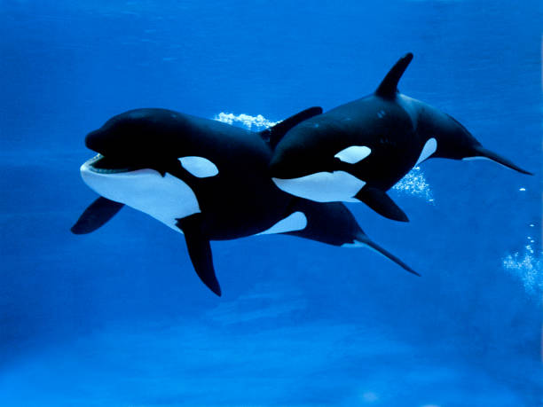 Killer Whale
