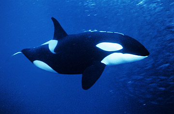 Orca