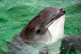 Harber porpoise