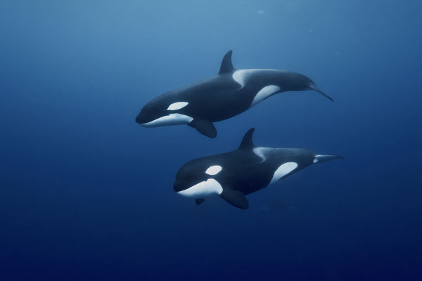 Orca