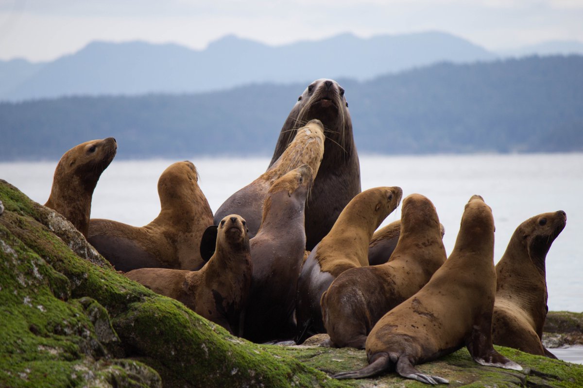 Steller sea lion
