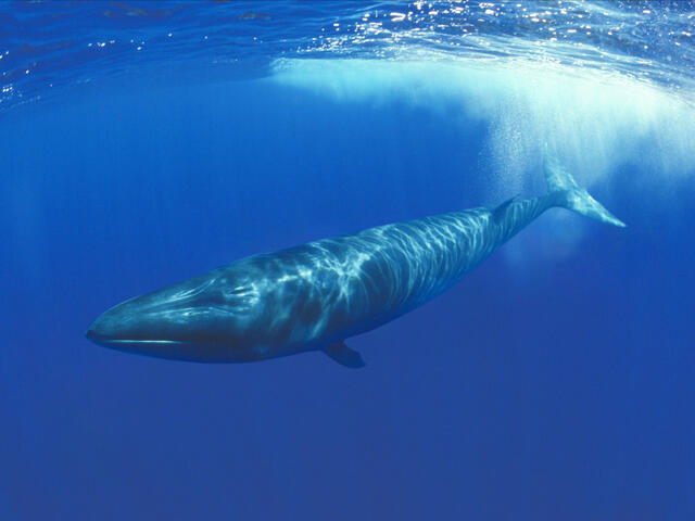 Sei Whale