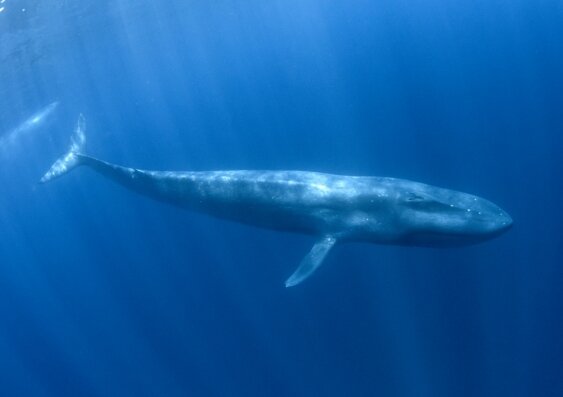 Blue Whale