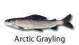 Arctic Grayling fishing tips