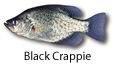 Black Crappie fishing tips
