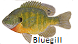 Bluegill fishing tips