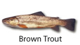 Brown Trout fishing tips