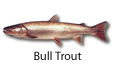 Bull Trout fishing tips