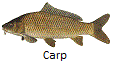 Carp fishing tips