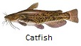 Catfish fishing tips