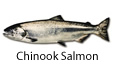 Chinook Salmon fishing tips