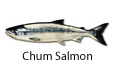 Chum salmon fishing tips