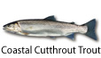 Coastal Cutthroat trout fishing tips