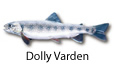 Dolly Varden fishing tips