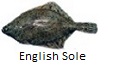 English Sole fishing tips