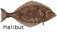 Pacific Halibut fishing tips