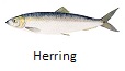 Pacific Herring fishing tips