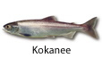 Kokanee fishing tips