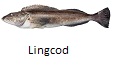 Lingcod fishing tips