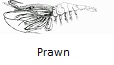 Prawn fishing tips
