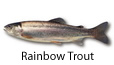 Rainbow Trout fishing tips