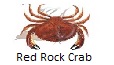 Red rock crab fishing tips