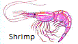 Shrimp fishing tips