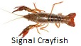 Signal Crayfish fishing tips