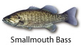 Smallmouth Bass fishing tips