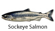 Sockeye salmon fishing tips