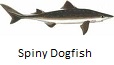 Spiny Dogfish fishing tips