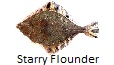 Starry Flounder fishing tips