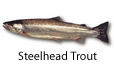 Steelhead Trout fishing tips