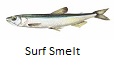 Surf Smalt fishing tips