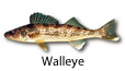 Walleye fishing tips