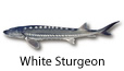 White Sturgeon fishing tips