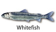 Whitefish fishing tips