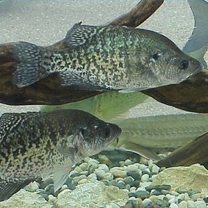 crappies