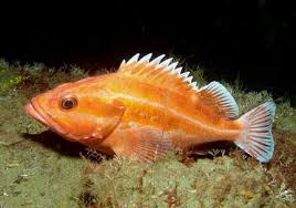 yelloweye rockfish